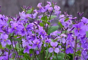 紫罗兰怎么种植方法 紫罗兰如何种植