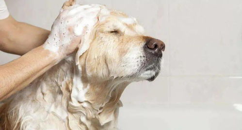 夏天狗子常得的5种皮肤病,最后一个尤其要当心