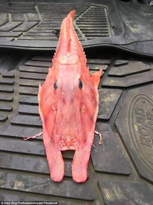 澳洲海域现奇特怪鱼 十分罕见 可在海底爬行 