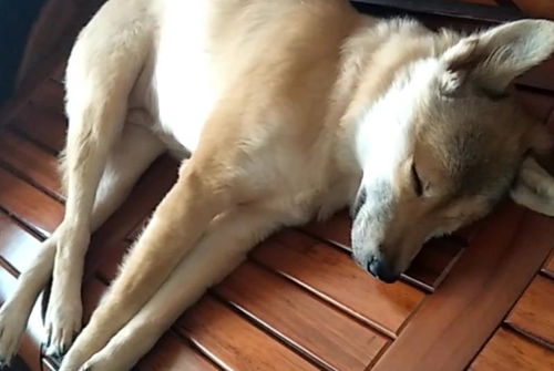 狗狗睡姿4式,每一种都有不一样的秘密,看看你家狗狗睡姿是哪种