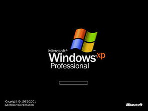 windows office2003