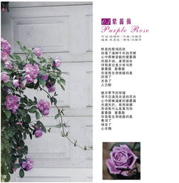 紫蔷薇花图片大全大图 搜狗图片搜索