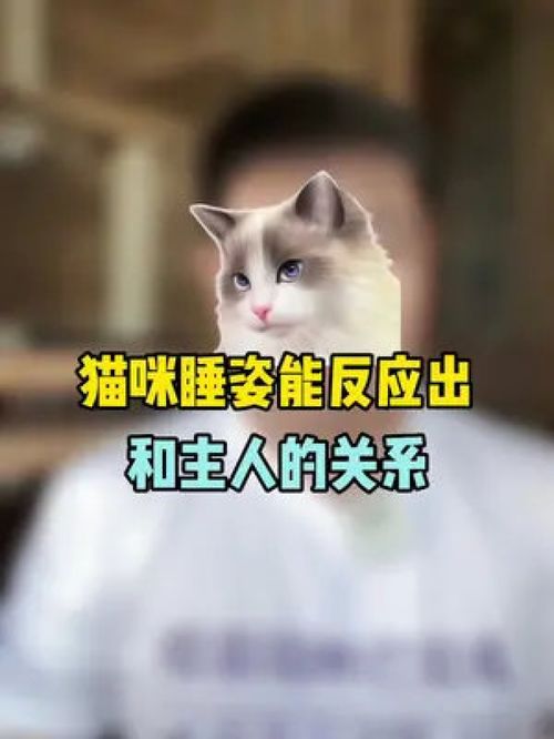 猫咪的睡姿能反应出和主人的关系,你家猫咪什么睡姿呢 猫咪睡姿 科学养宠攻略 新手养猫 猫 猫咪冷知识 