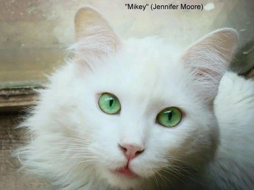 纯白蓝眼的猫都是聋子 4种纯白类型知道两个就算你专业