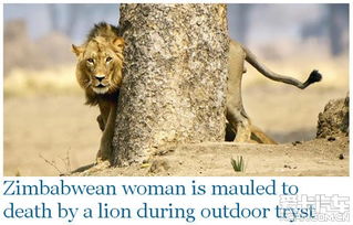 男女 林中亲热引来狮子 男子赤裸 逃跑 女子被咬 
