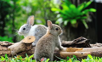 养兔技术 家兔病的预防应注意环境卫生