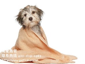 为什么狗狗洗澡要用宠物香波而不能用人类沐浴露 