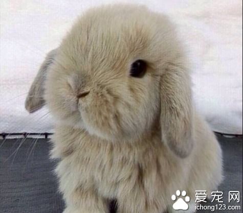 宠物兔子品种 选购宠物兔的注意事项