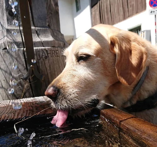 狗狗每天应该喝多少水