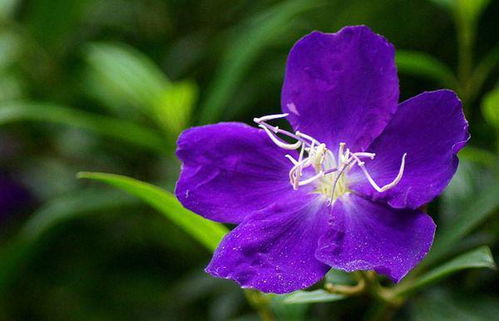 紫蝴蝶花怎么养能茂盛,紫蝴蝶花 怎么养啊