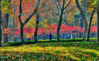天平山红枫节：秋天的色彩盛宴