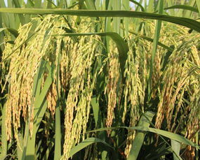 杂交水稻的高产原理 