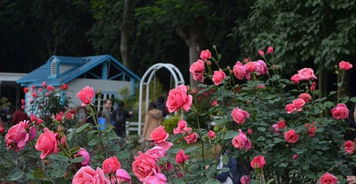 玫瑰小镇洗点石(惊艳！杭州这个小镇藏着一大片玫瑰，其中70亩花田一年四季可赏)
