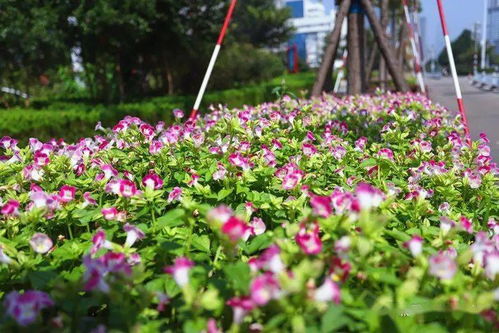 上海草花种苗基地：打造美丽城市的绿色之源
