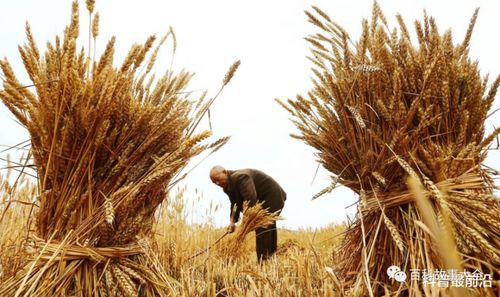美国粮食产量高 中国和美国小麦亩产对比,差距有多大