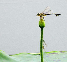 关于蜻蜓与荷叶的诗句