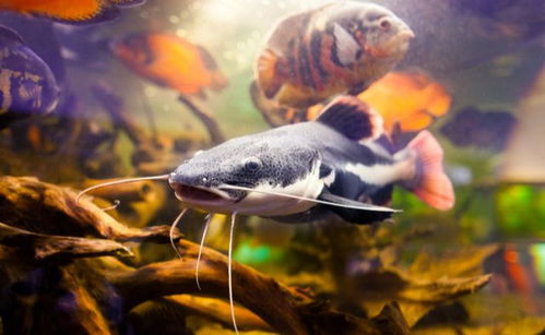 招财猫鱼怎么养 这5个方面很重要,特别是保持水质