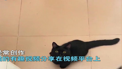 广州一女孩捡到一只无脚流浪猫,一直细心照顾,没想到小猫神反转 