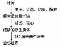 6.森林遭到持续干旱.树木往往扩展根系的分布空间.保证获得足够水分.维持生态系统的正常功能.这反映了森林生态系统 A.恢复力稳定性较强 B.抵抗力稳定性较强 C.恢复力稳定性较弱 