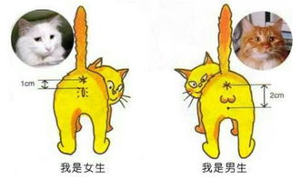 公猫和母猫的区别,公猫和母猫的区别图 方法
