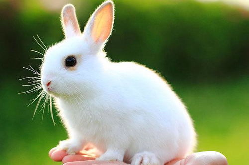 兔子科普知识(小兔子的特征和外貌100字)