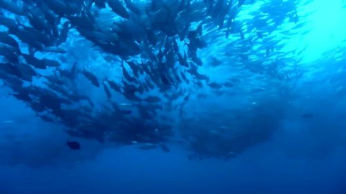 缓缓移动的鱼儿,像大鱼海棠,海洋总是用未知给我们无尽想象 