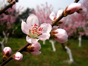 关于桃花的诗句四年级