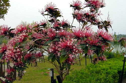 烟火树的养殖技术及繁殖方法,烟花菊怎么养