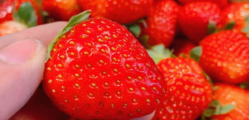打了 激素 的草莓怎样辨认 老果农 教你一招,看一眼就能区别