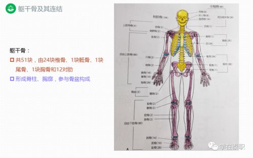 康复功能解剖 躯干骨及其连结