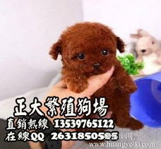 买一只纯种的迷你贵宾犬大概要多少钱,深圳贵宾哪买好 