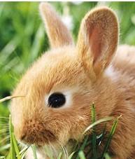 这个宠物兔子叫什么名 