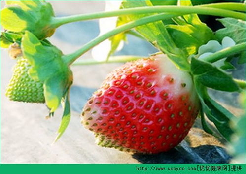 草莓有什么营养 草莓的营养价值及功效介绍