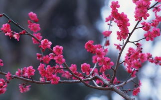 粉色梅花词语解释大全  粉梅的寓意？