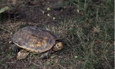 传说中最神秘又极危的物种,世界上最稀有的龟类之一 苏拉威西白头龟