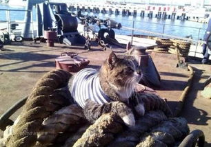 俄罗斯海军在养猫来抓老鼠,为什么中国却没有 不怕有老鼠