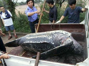 世界上最大的海龟 