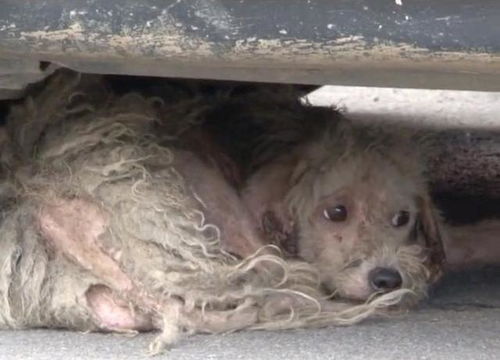 狗狗不愿相信自己被遗弃,独守小镇4年,被救助后,它眼里泛泪