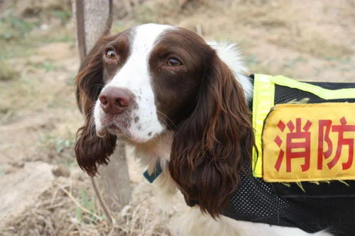 再见 功勋犬 天宝