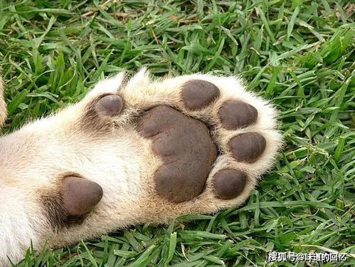你能认出这三只爪子哪只是狮子的吗 测一测你对猫科动物有多熟悉