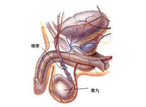 导致睾丸癌的原因