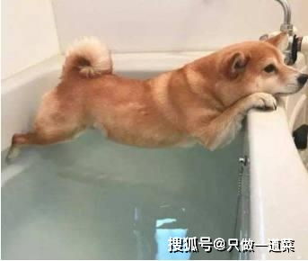 宠物科普 你的爱犬到底应该多久洗一次澡 铲屎官必备