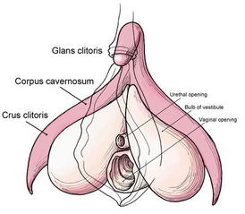 详解女性阴蒂阴道口的位置(高清图)