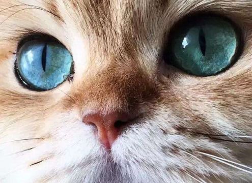 猫的眼睛一天三变早上是什么 下午是什么 晚上是什么 