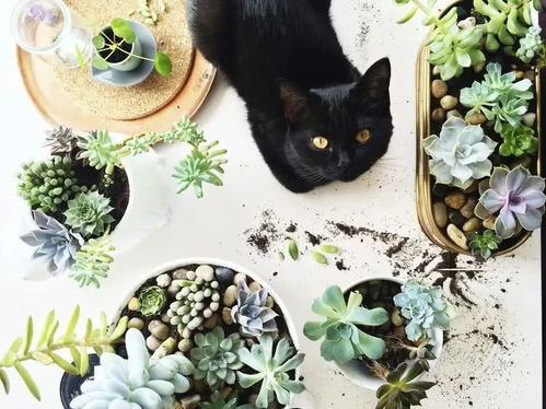 养猫家庭不配拥有植物 其实,这些植物可以有