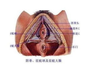 女人受刺激阴道前庭竟会勃起