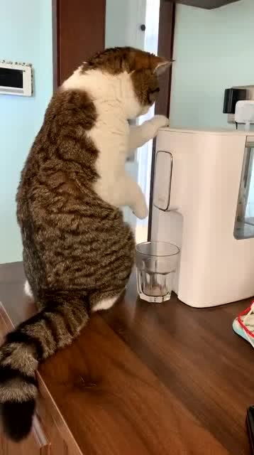 我家这猫猫天天研究饮水机 