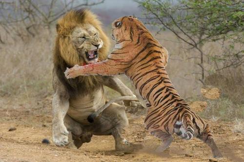 老虎狮子会主动攻击人类吗为什么,老虎狮子会主动攻击人类吗？为什么