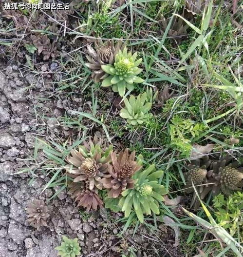 上山挖野菜,遍地都是多肉,竟然没人要,感觉要发财了