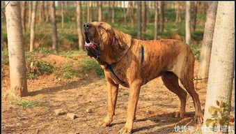 世界十大恶犬排行榜 世界第一猛犬有多厉害 